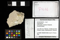 Foto (Objekt + Etiketten) von Eodromites sp. 
